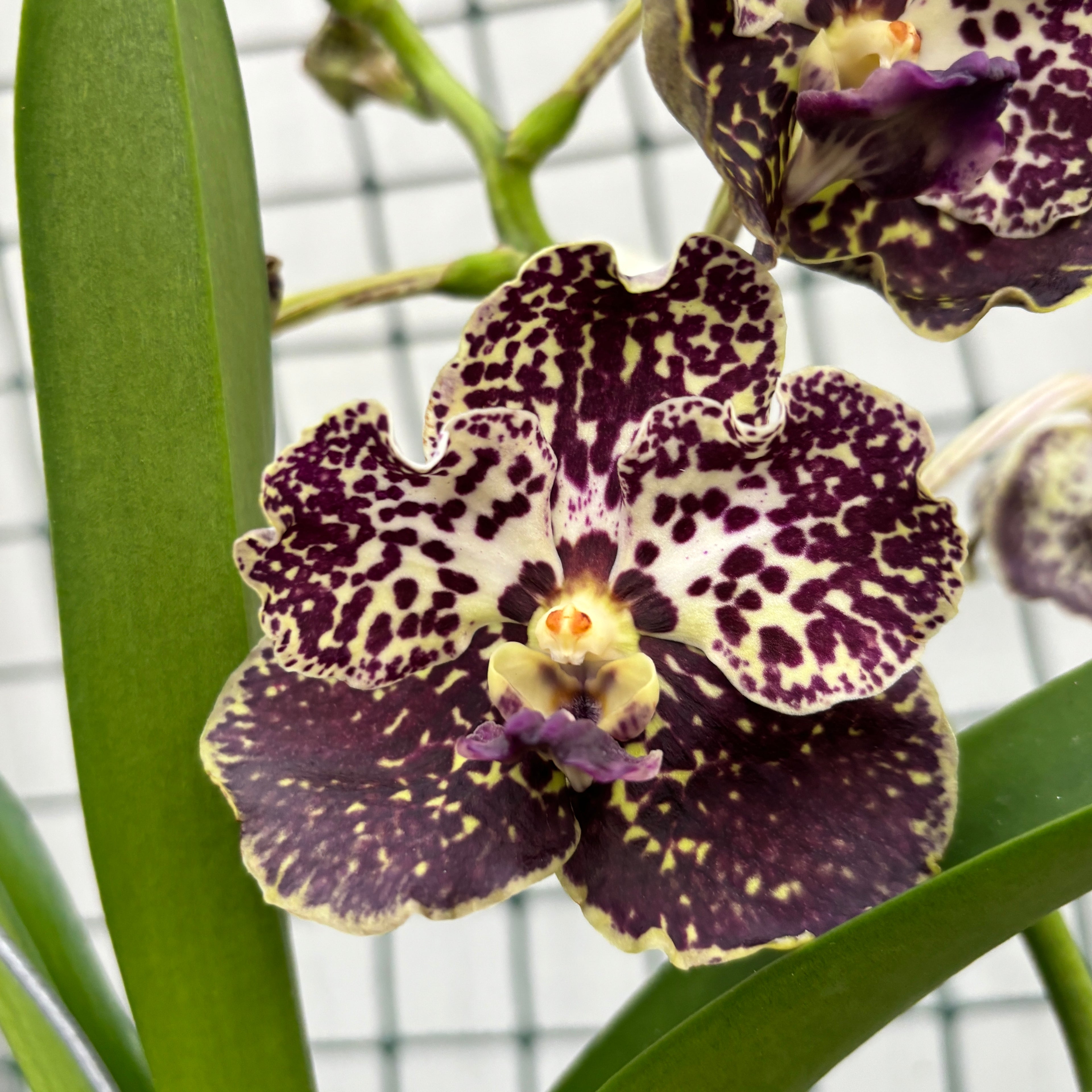 Vanda Mahony (Ansu)
