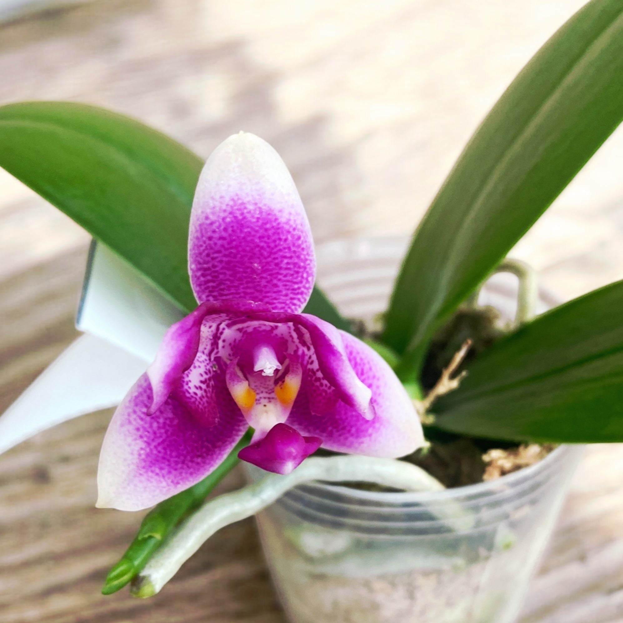 Phalaenopsis Vio Vio 'Cat Face' (pelorisk) - intensivt doftande