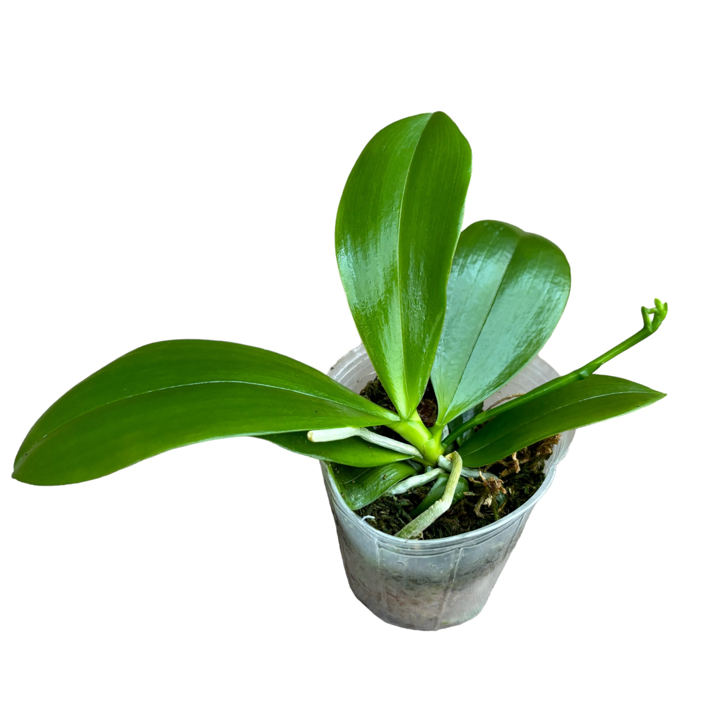 Phalaenopsis tetraspis 'C2'