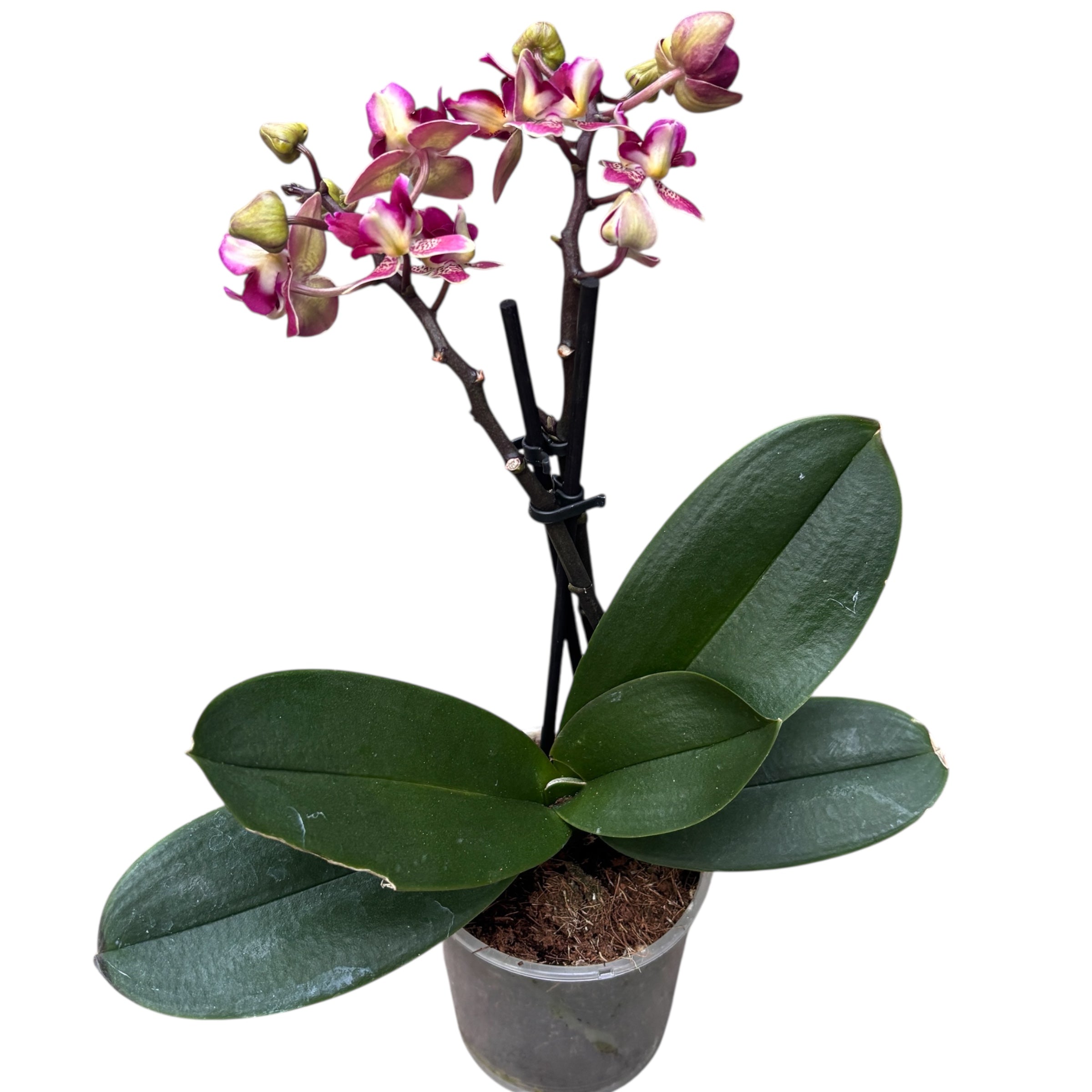 Phalaenopsis Lianher Happy Star - peloric & parfumat