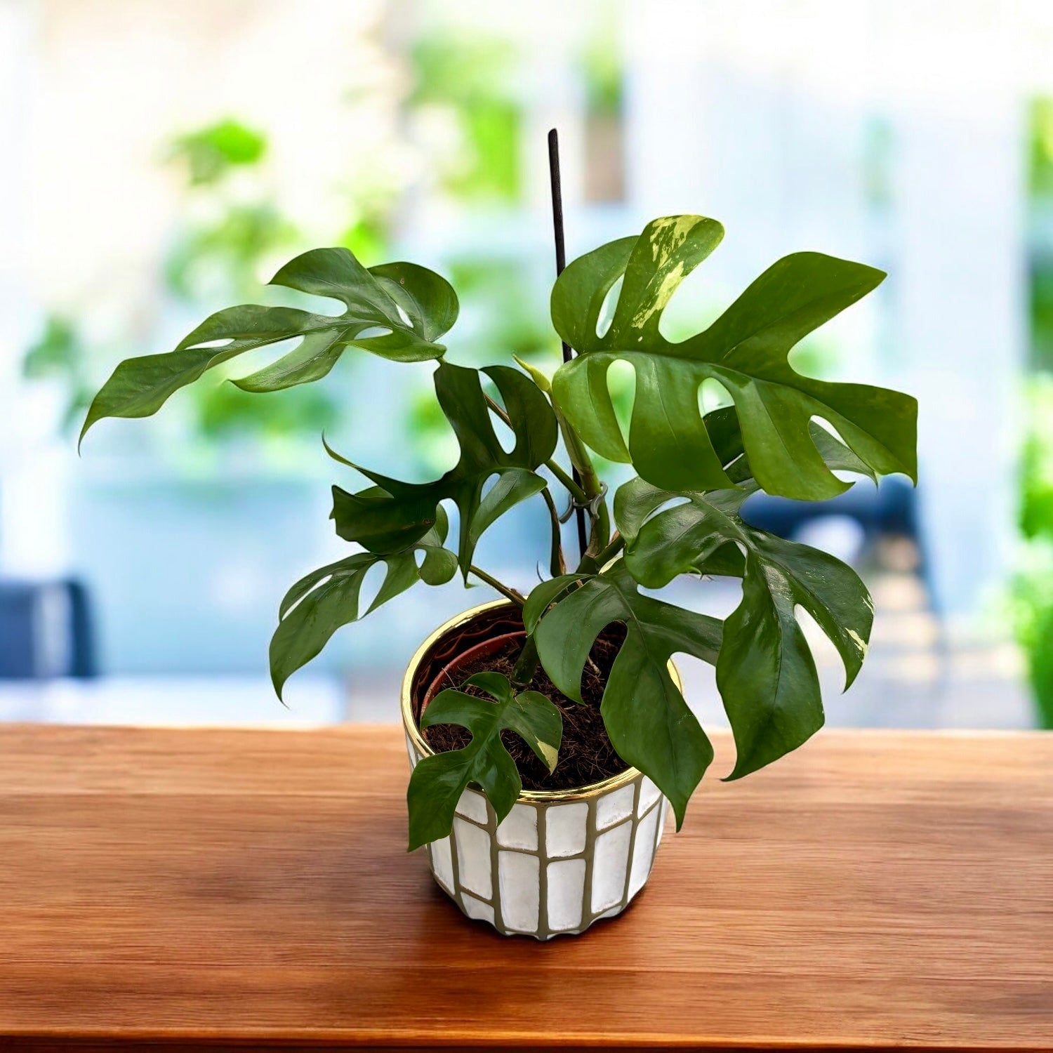 Monstera minima 'Variegata' (low variegated)