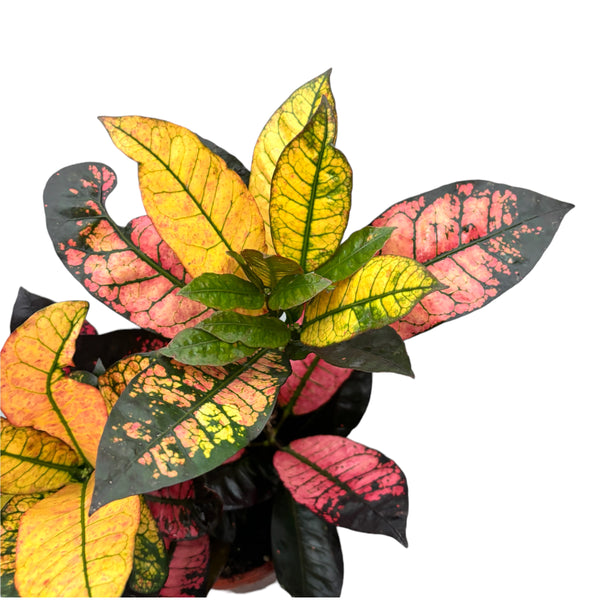 Croton Codiaeum variegatum 'Mrs Iceton' 2pp