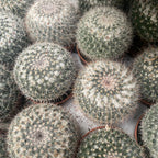 Mammillaria hahniana (Gammal dam-kaktus)