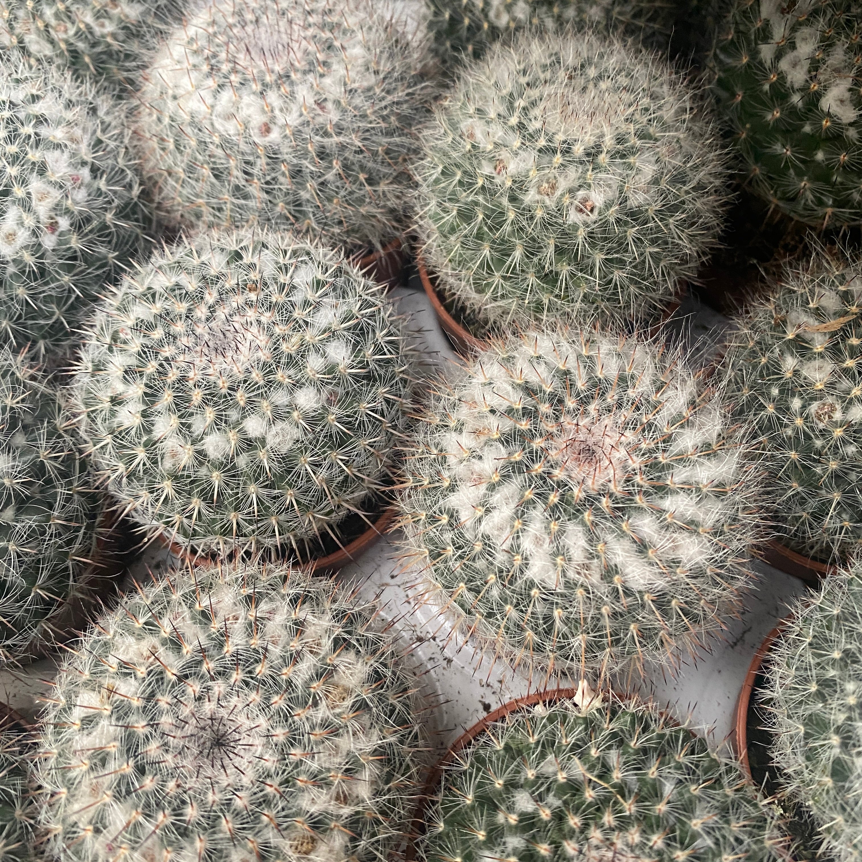 Mammillaria hahniana (Old lady cactus)