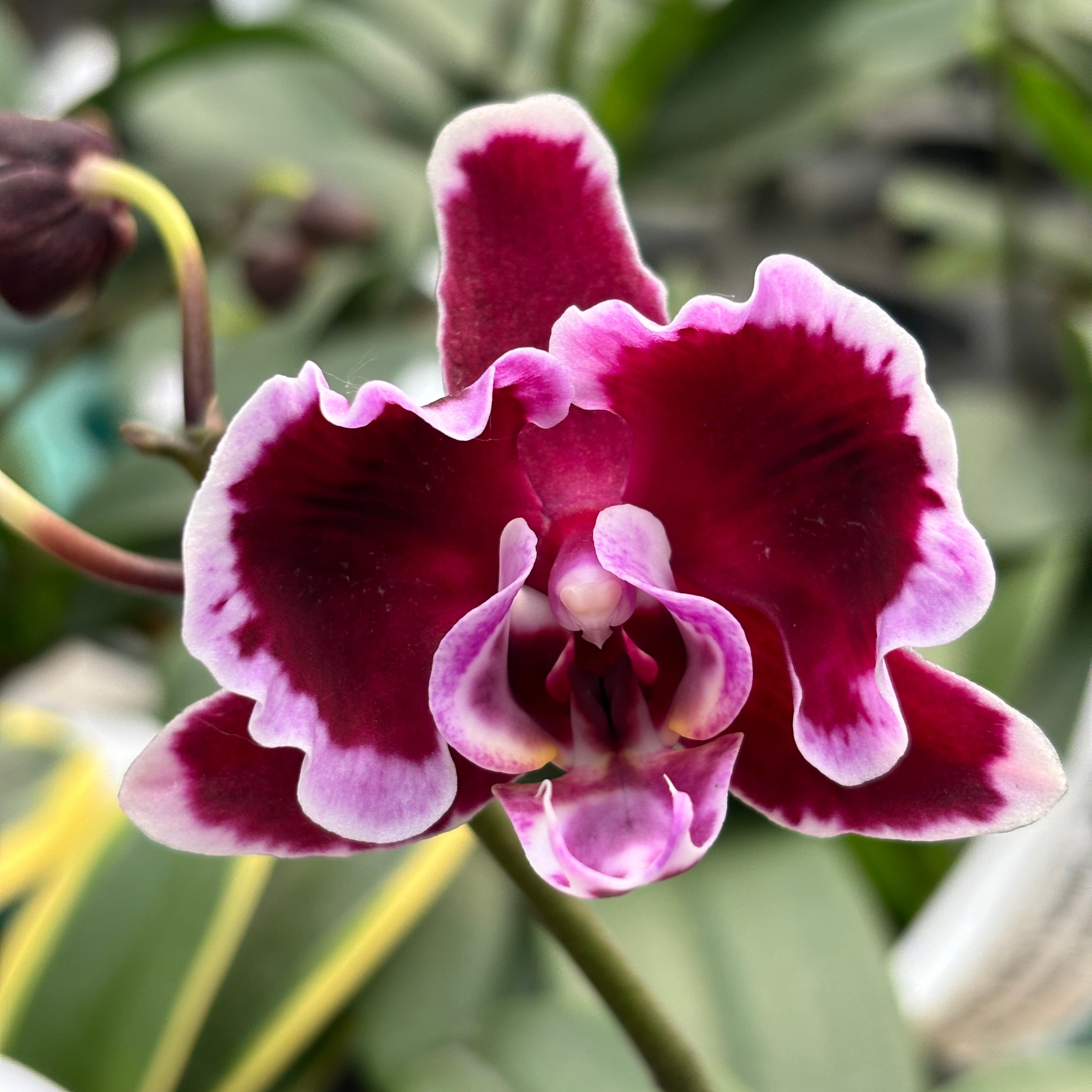 Phalaenopsis Summer Breath 'Variegata'