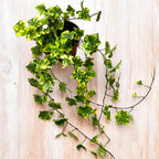 Iedera - Hedera helix 'Golden Kolibri' ('Midas Touch')