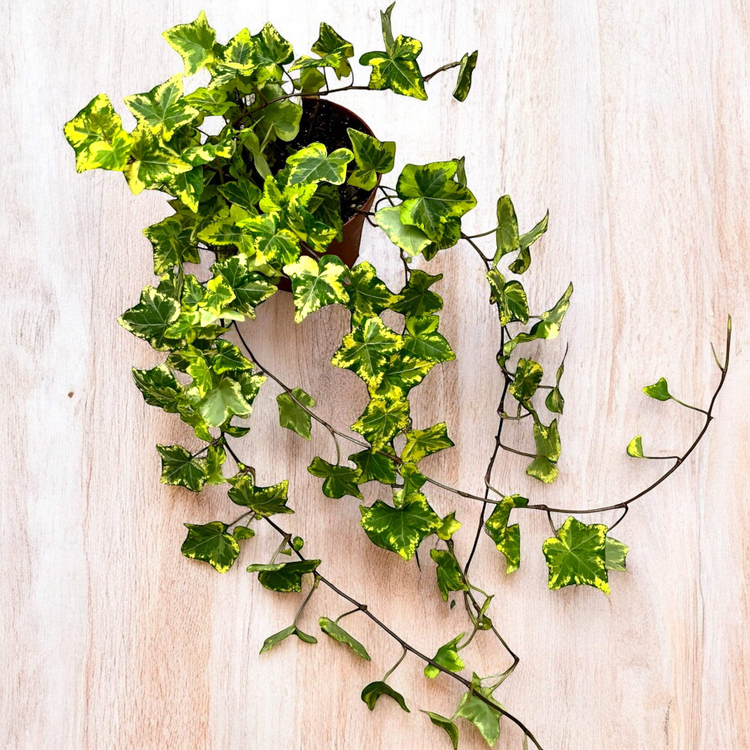 Плющ - Hedera helix 'Golden Kolibri' ('Midas Touch')