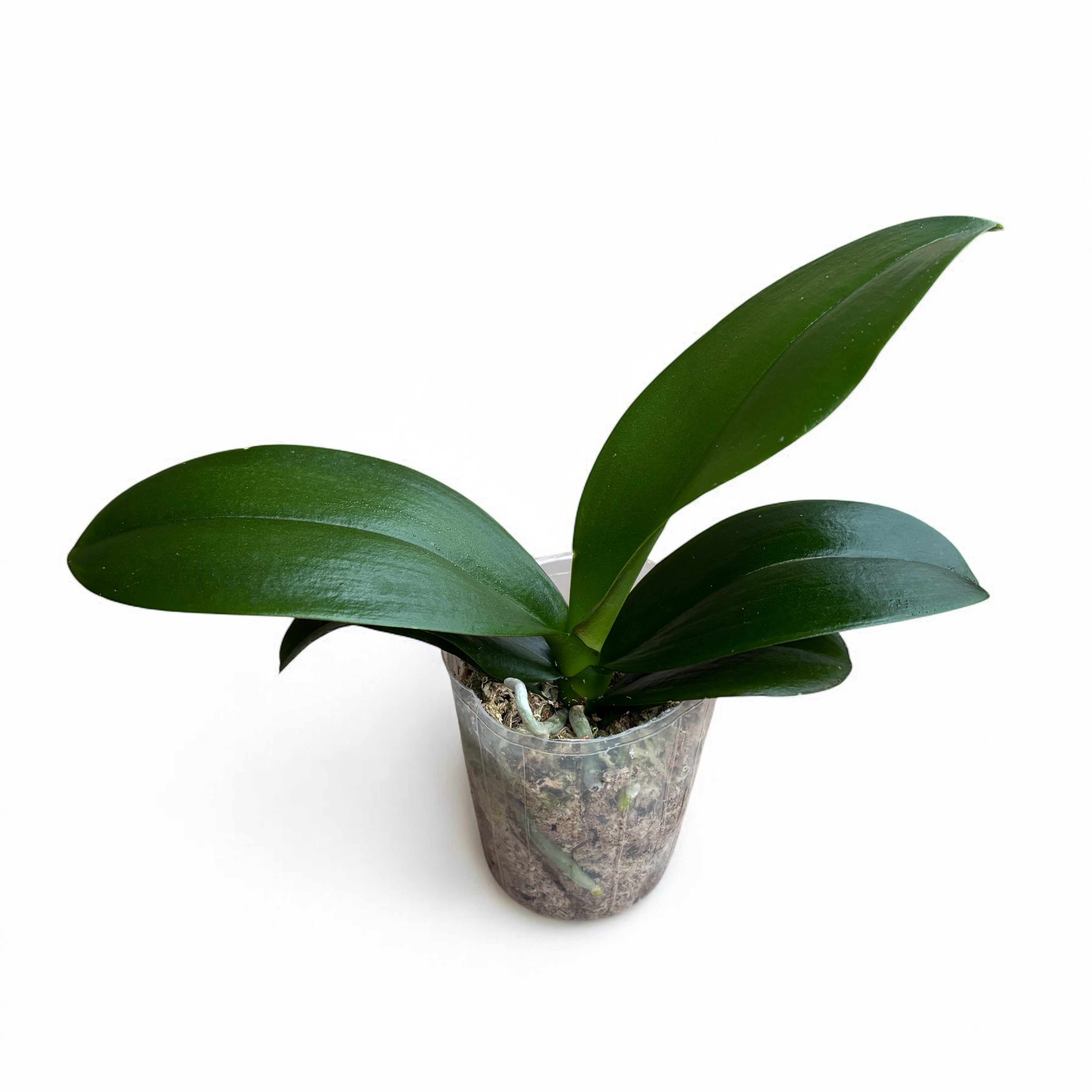 Phalaenopsis Charming Fortune '1357'