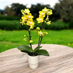 Phalaenopsis Sogo Pride (Yellowcup, Arezzo) αρωματική