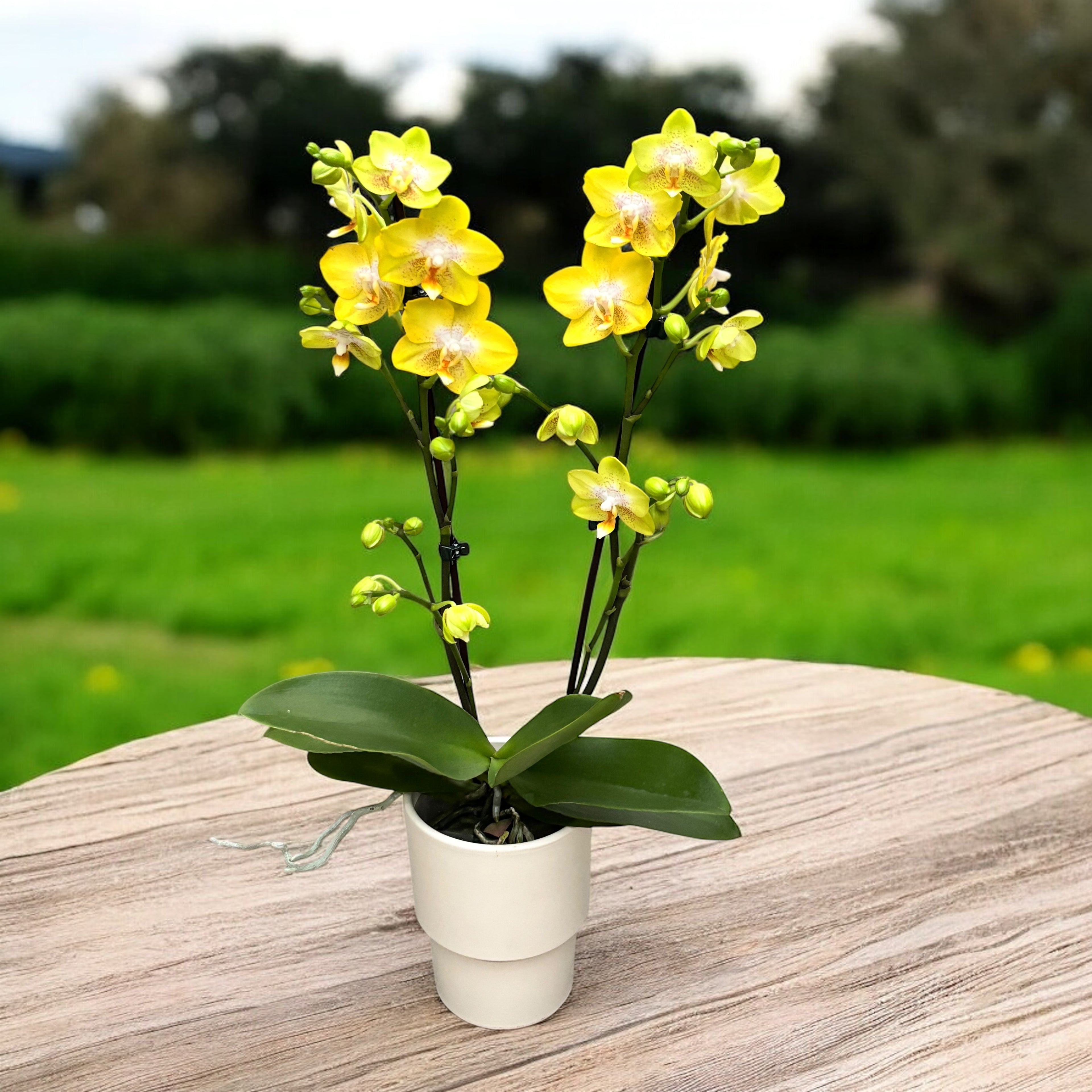 Phalaenopsis Sogo Pride (Yellowcup, Arezzo) fragrant
