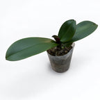 Phalaenopsis Jiuhbao Fairy 'Jiuhbao Angyal'