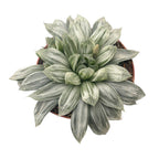 Haworthia cymbiformis spp. variegata