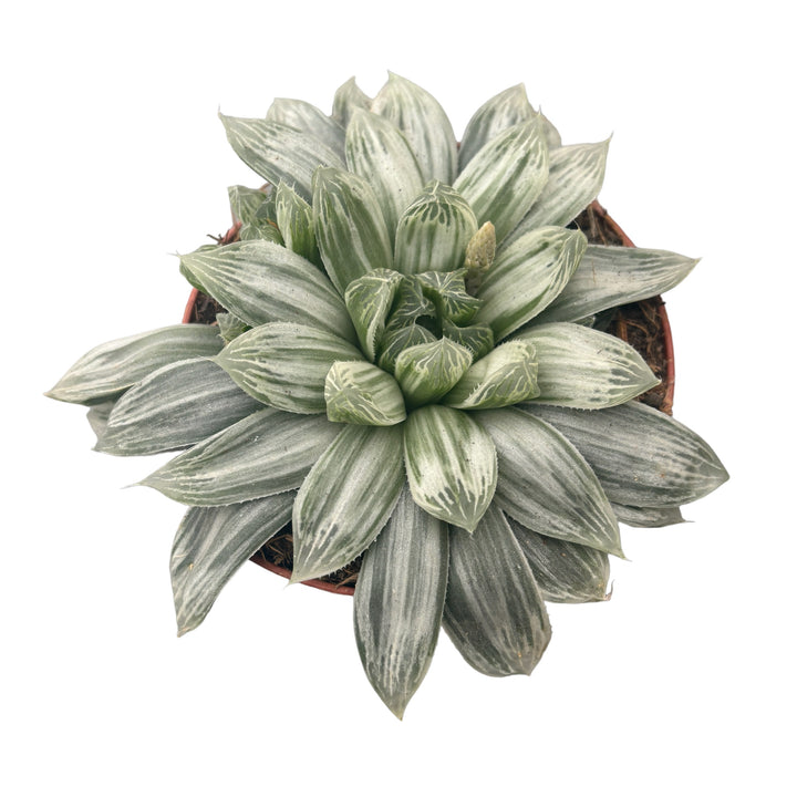 Haworthia cymbiformis spp. variegata