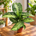 Dieffenbachia 'Memoria Corsii' - Dieffenbachia dal fogliame color crema e verde