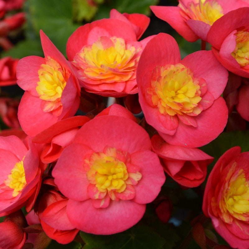 Begonia Valentino Pink – begonie decorativa cu flori roz intens si frunzis luxuriant