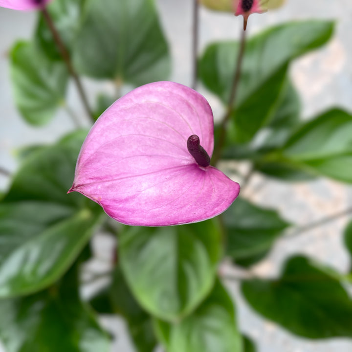 Anthurium 'Purple Love'