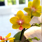 Phalaenopsis Limited