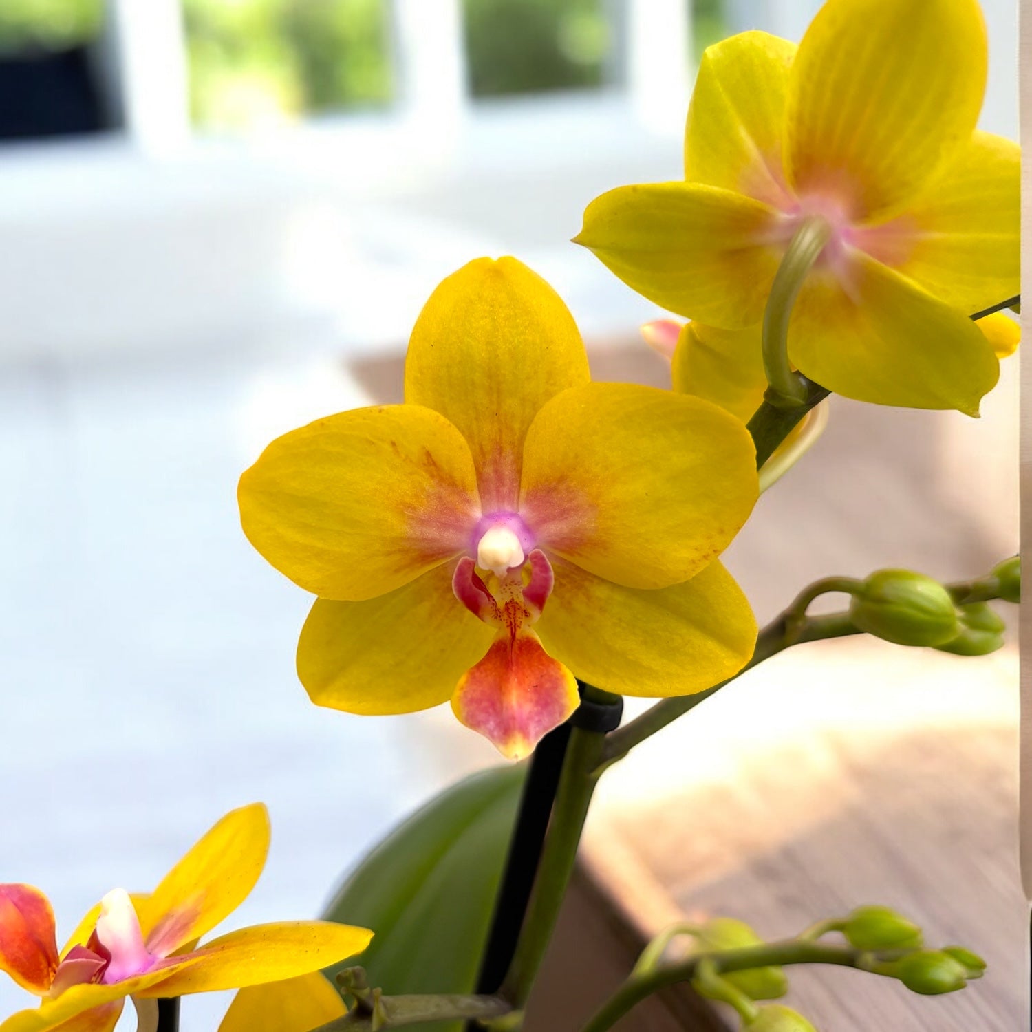 Phalaenopsis Limited