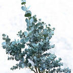 Eukalyptus - Eucalyptus gunnii 'Blue Ice'