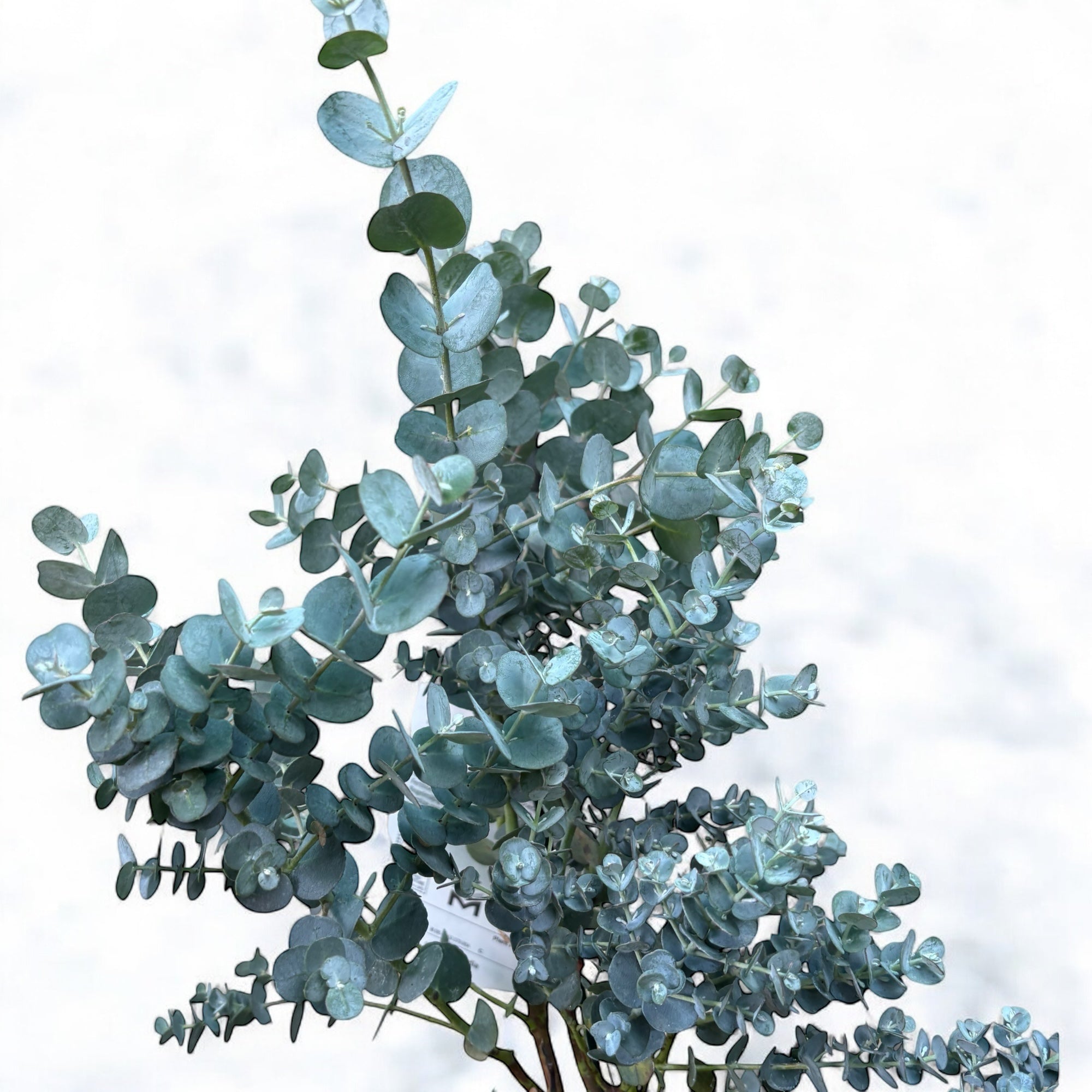Eucalipt - Eucalyptus gunnii 'Blue Ice'