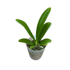 Phalaenopsis cornu-cervi (син. Phal. lamelligera) с интензивен аромат