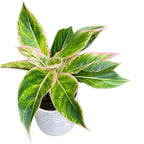 Aglaonema Siam Aurora Rosa D12