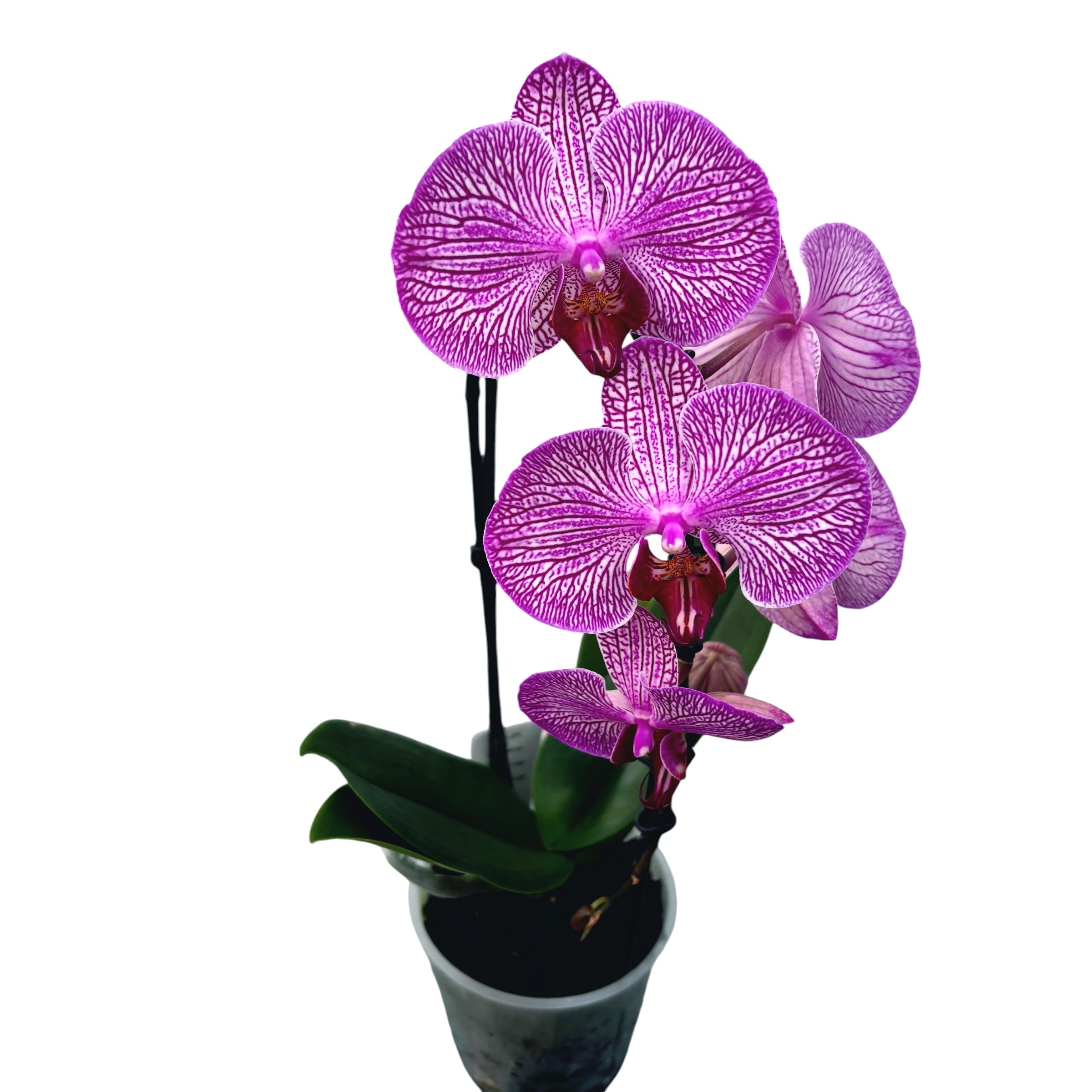 Phalaenopsis Filtration (flori XL)