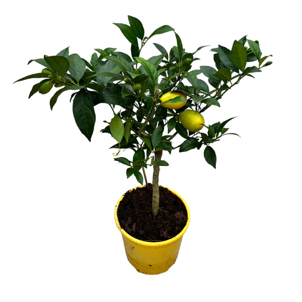 Limequat Lyvia (kumquat x lime)