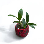 Dendrobium Burana Paragon