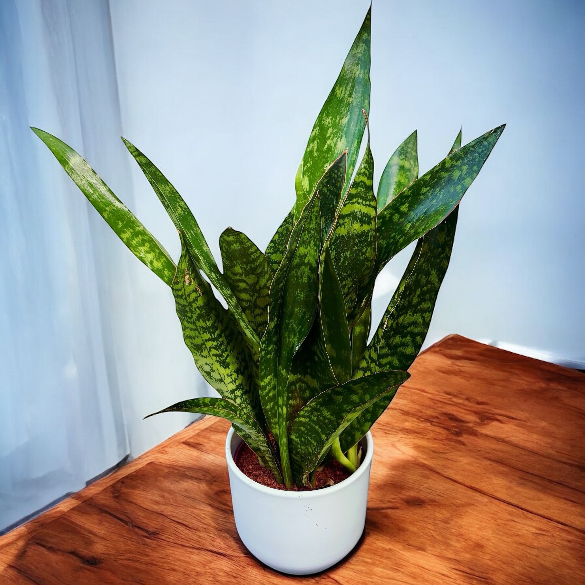 jaboa sansevieria Sansevieria 'Aubrytiana Jaboa' – Secret Garden Plant Shop