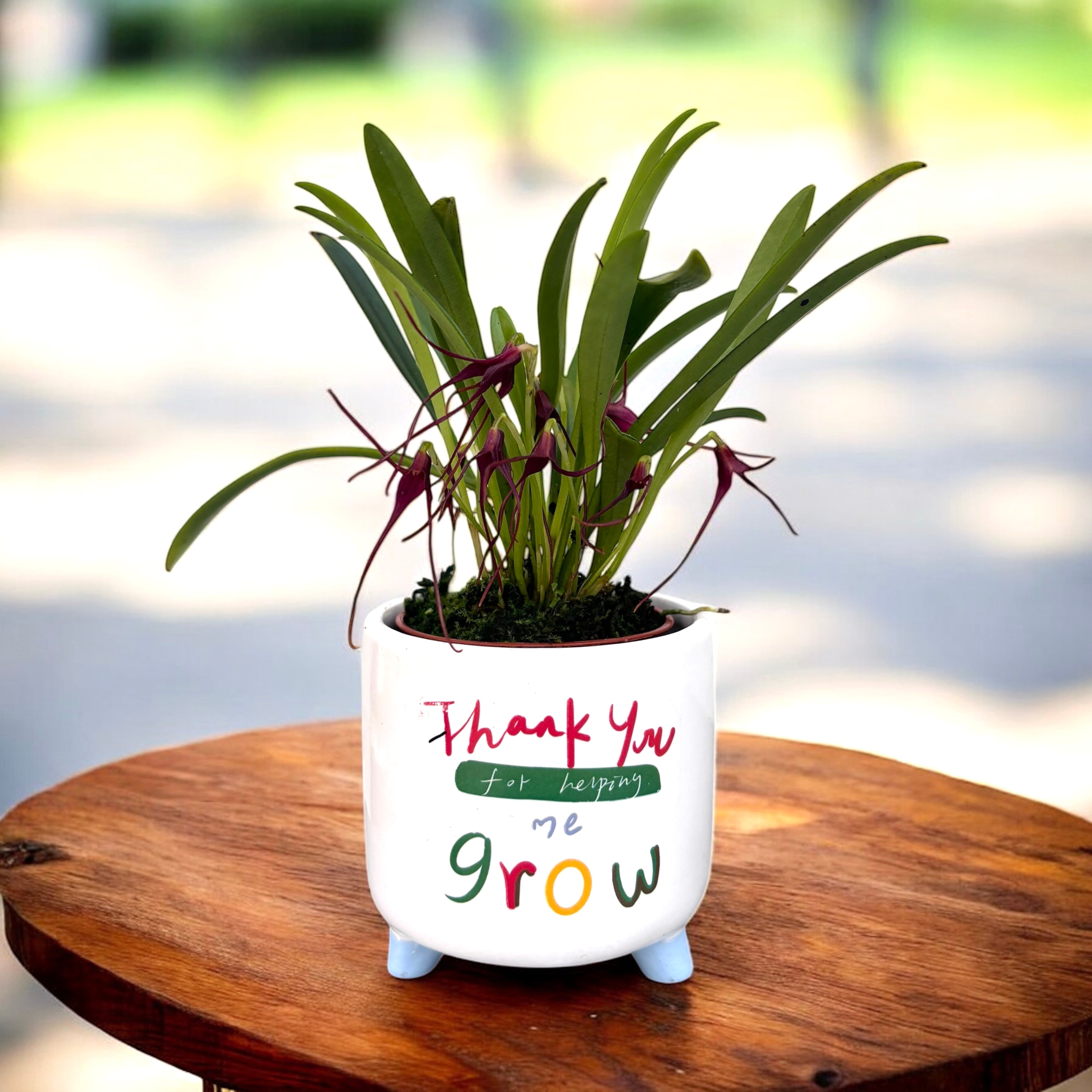 Masdevallia herradurae