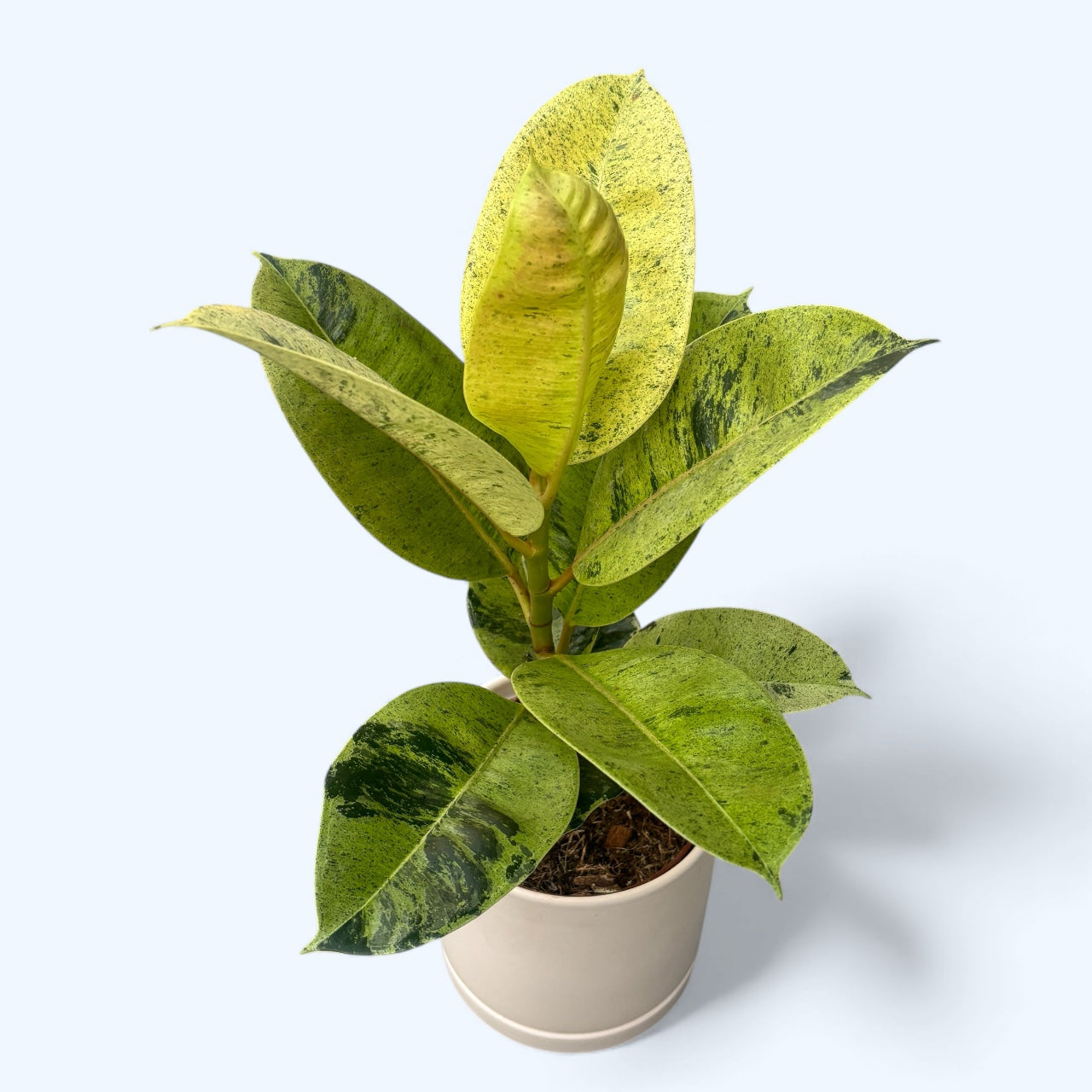 Ficus elastica 'Shivereana' ('Moonshine', 'Variegata') D12