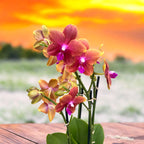 Phalaenopsis Bronze Buddha (Varázslatos) - illatos virágok