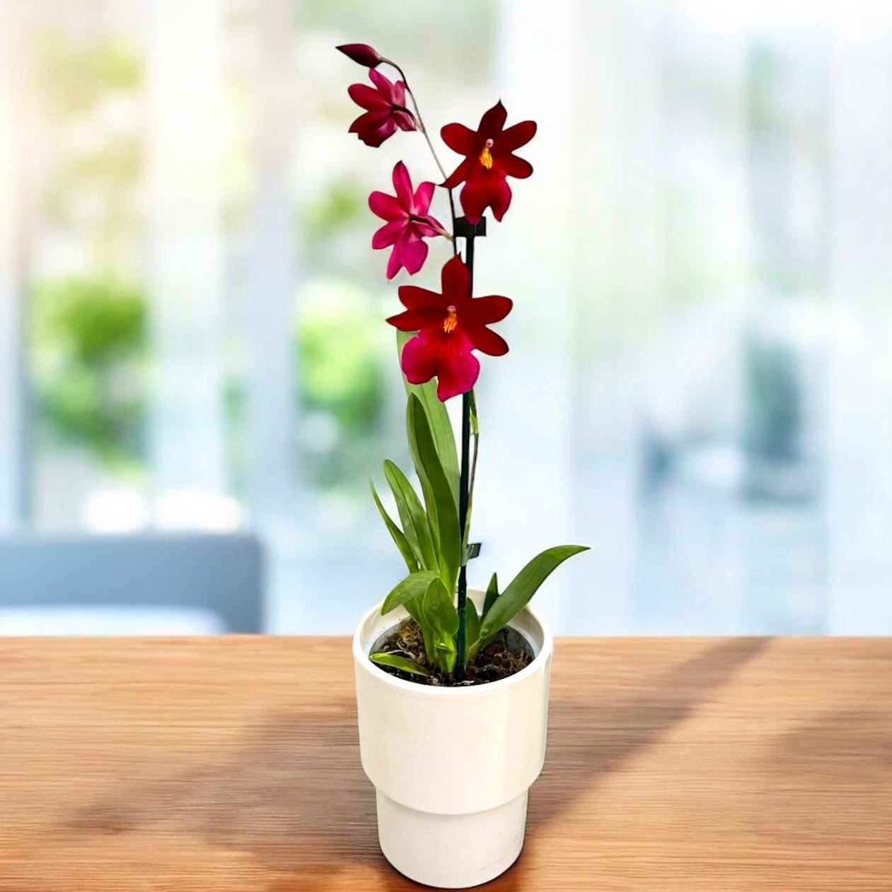 Burrageara Nelly Isler 'Red Velvet' intensely fragrant flowers