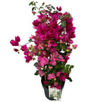 Bougainvillea ‘PINK’ - papierbloem (2 kleuren/pot)