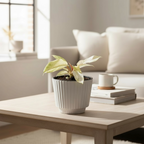 Philodendron 'Snowdrift'