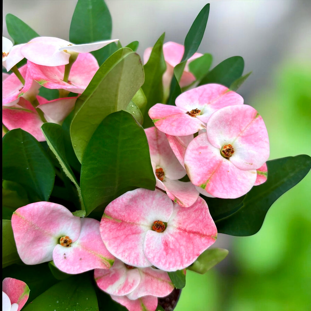 Euphorbia (Milii Grp) 'Charlotte' - flores grandes rosas