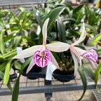Bc. Yu Toung Star 'No.1' (Bc. Tetra Lip × Bc. Morning Glory)