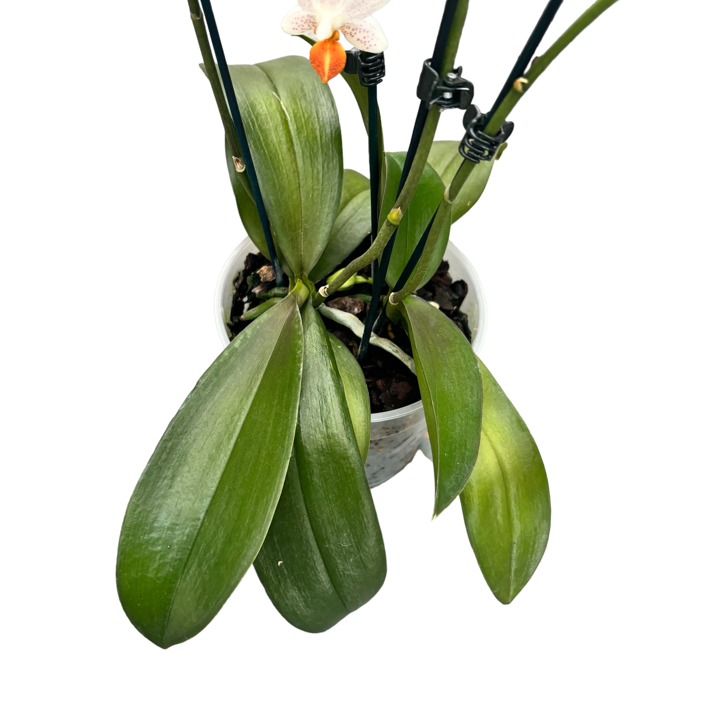 Phalaenopsis Mini Mark (Olanda) - 2 piante/vaso