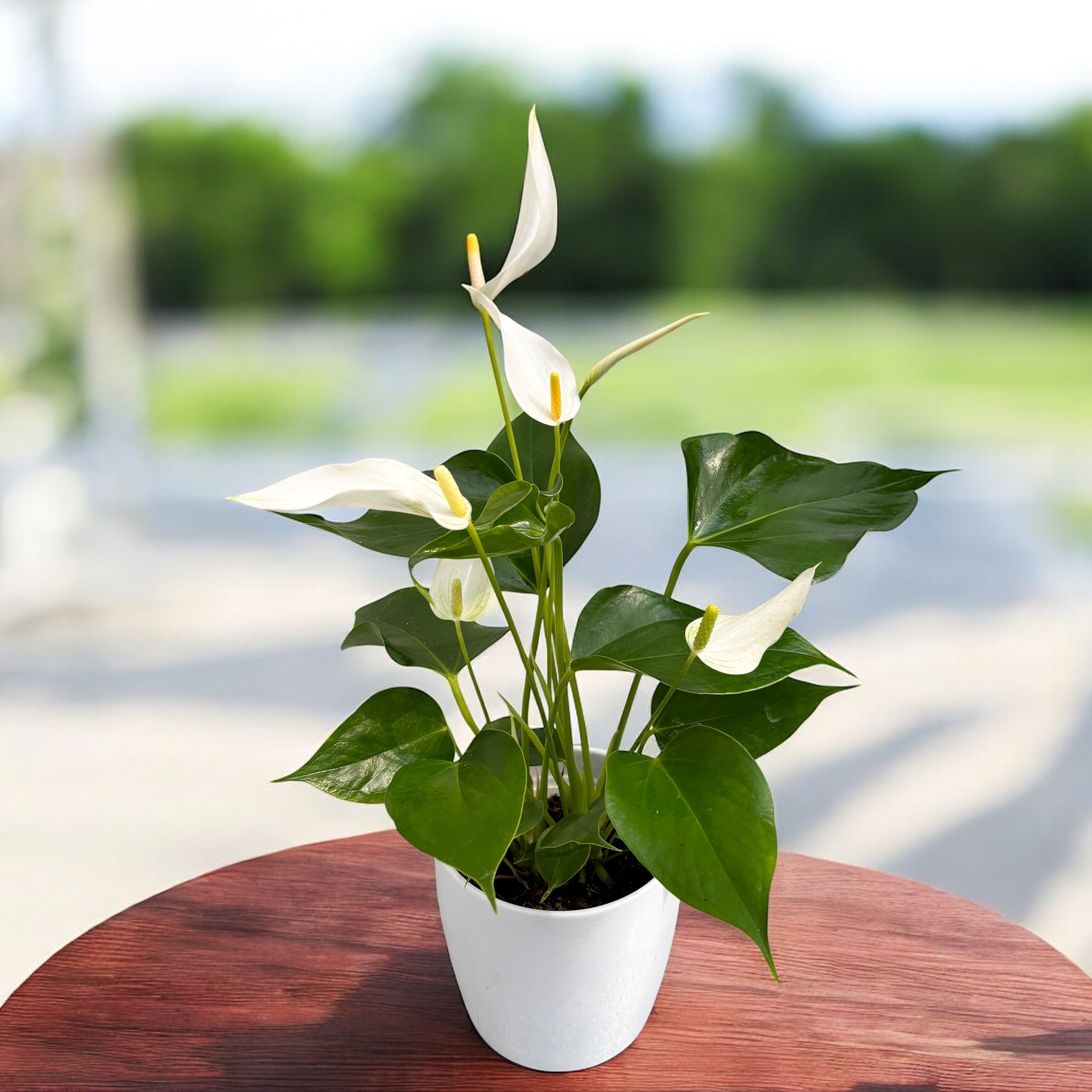 Anthurium ‘Banderola Cava White’ -  planta exotica cu flori albe cerate