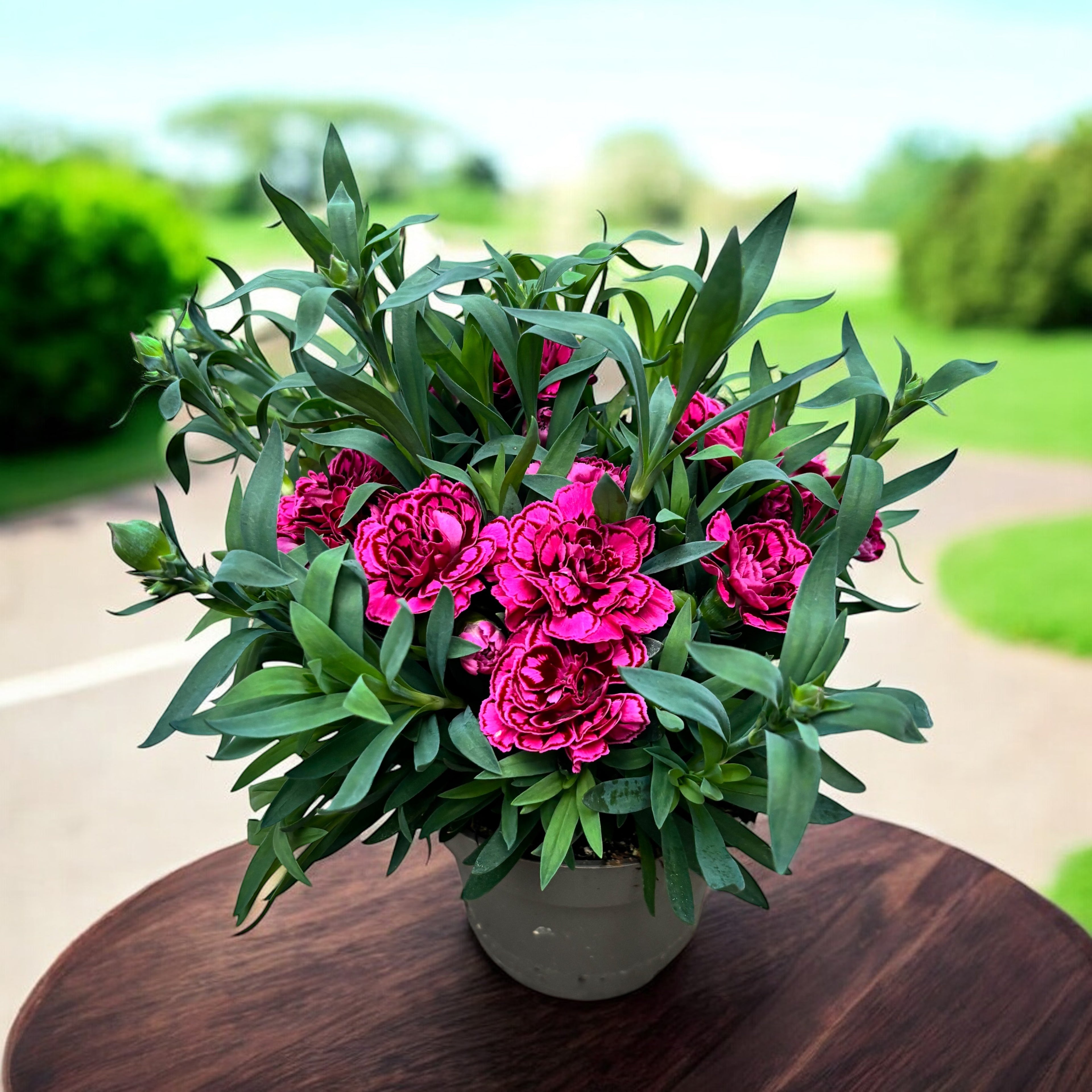 Dianthus ‘Oscar Purple Wings’ - garofita perena, cu flori duble parfumate