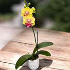 Phalaenopsis King Car French Kiss (Big Lip)