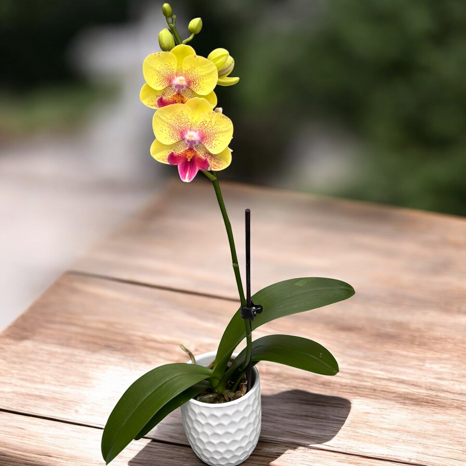 Phalaenopsis King Car French Kiss (Big Lip)