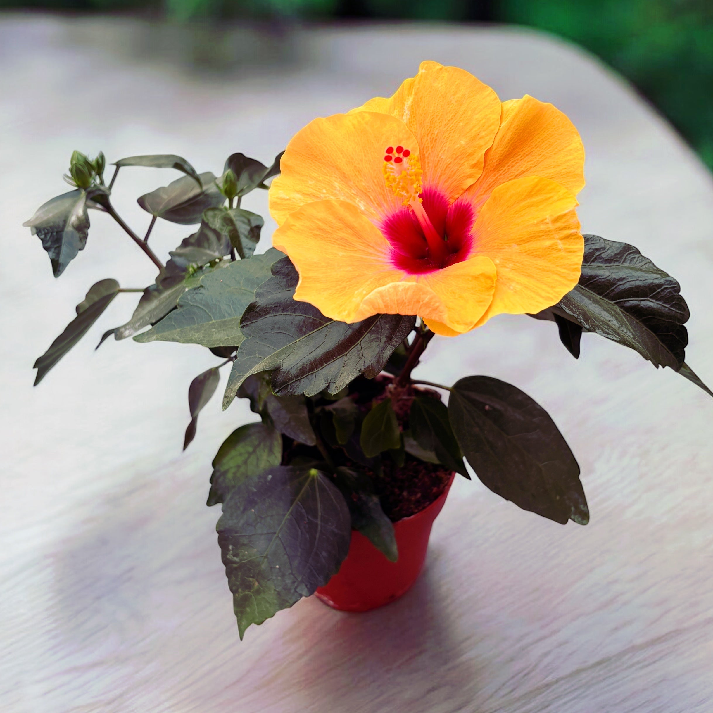 Hibiscus 'Adonicus Apricot'- flori XL – Secret Garden Plant Shop