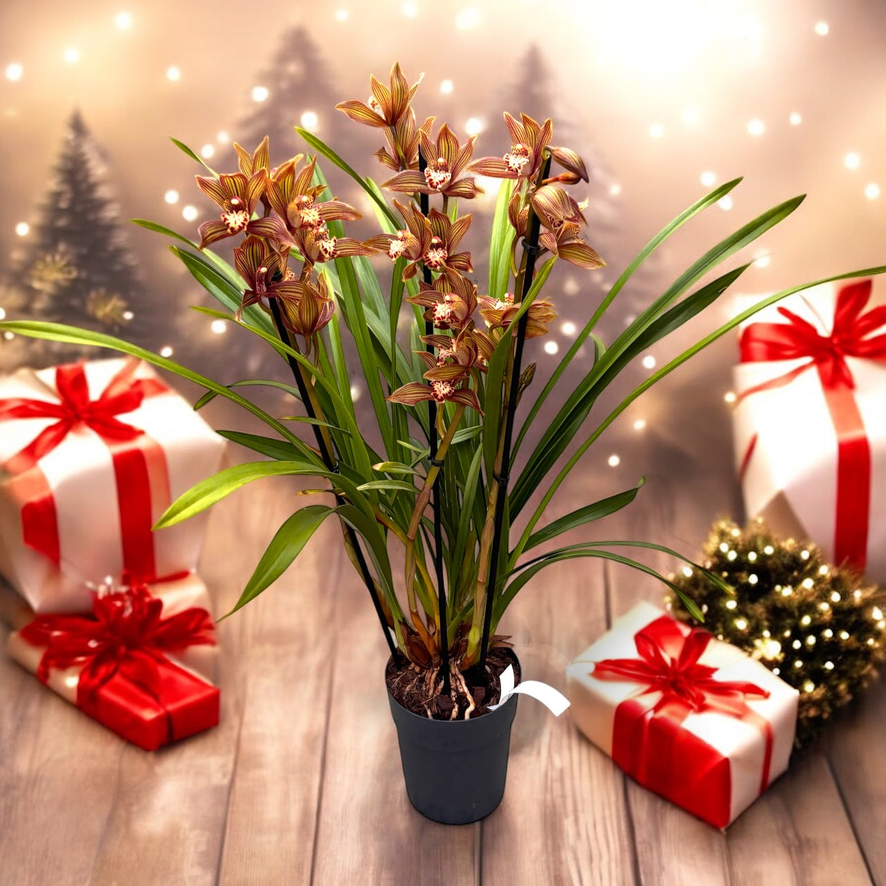 Cymbidium Claire - spektakularni hibrid