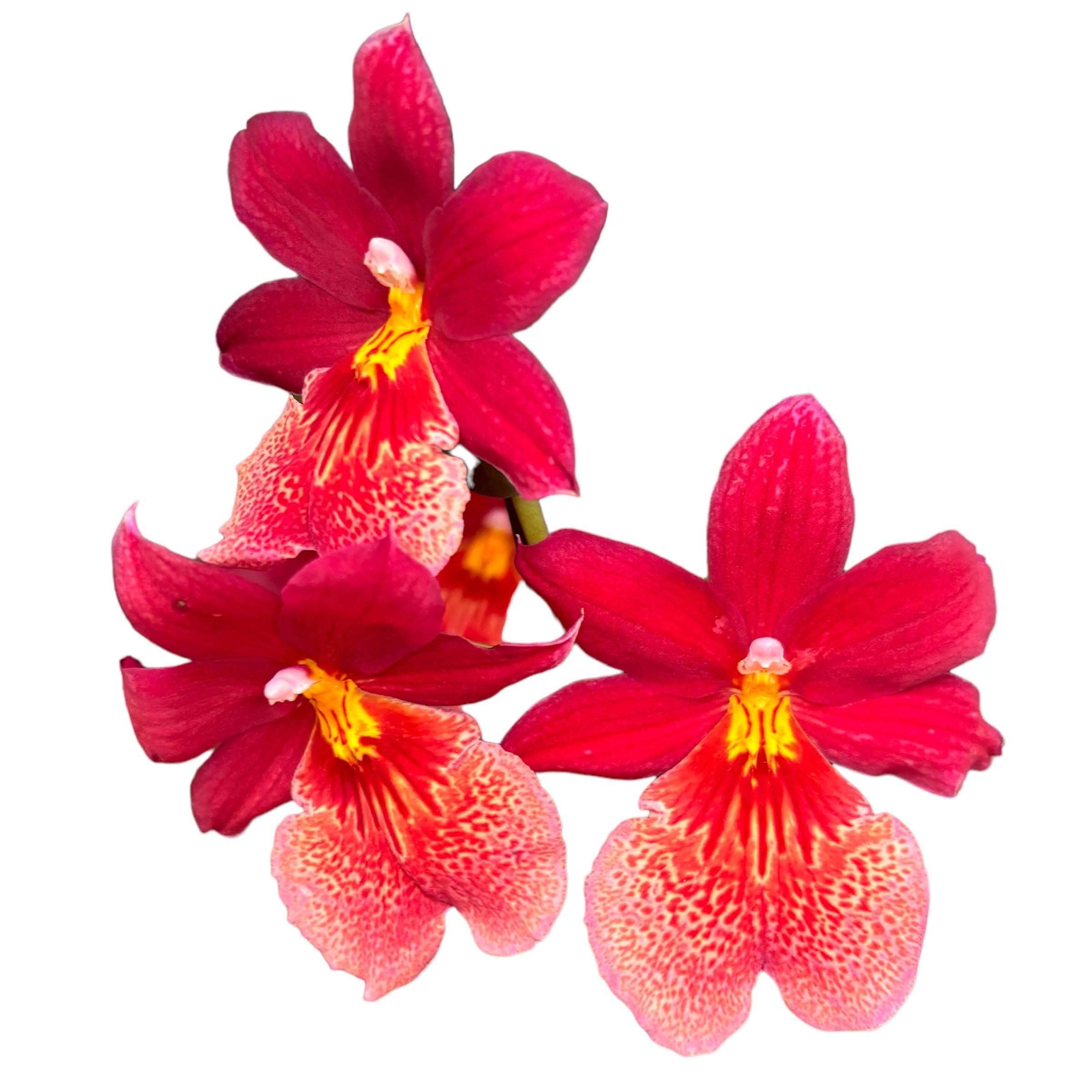 Burrageara Nelly Isler 'Swiss Beauty' - intensely fragrant flowers