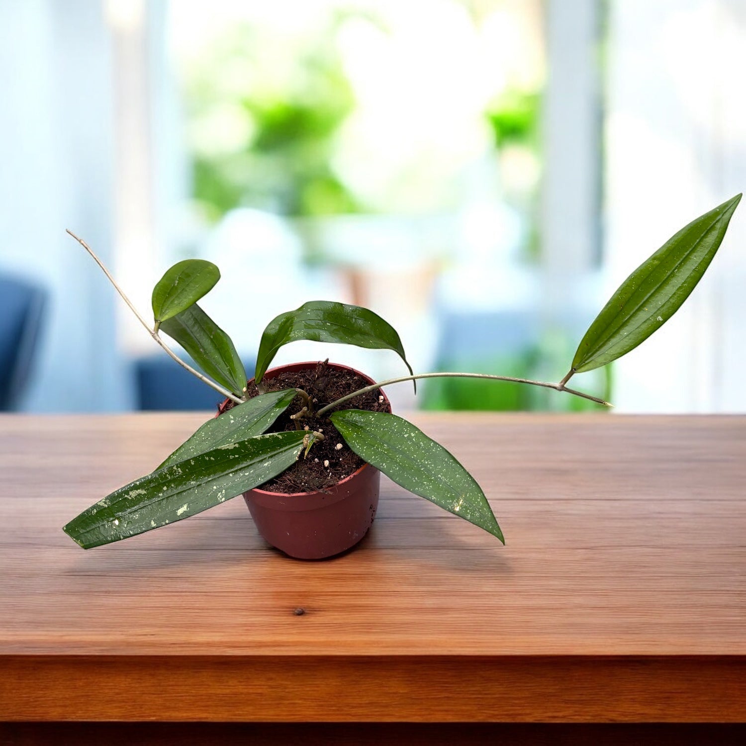 Hoya sp. Bengkulu (Rindu Rafflesia)