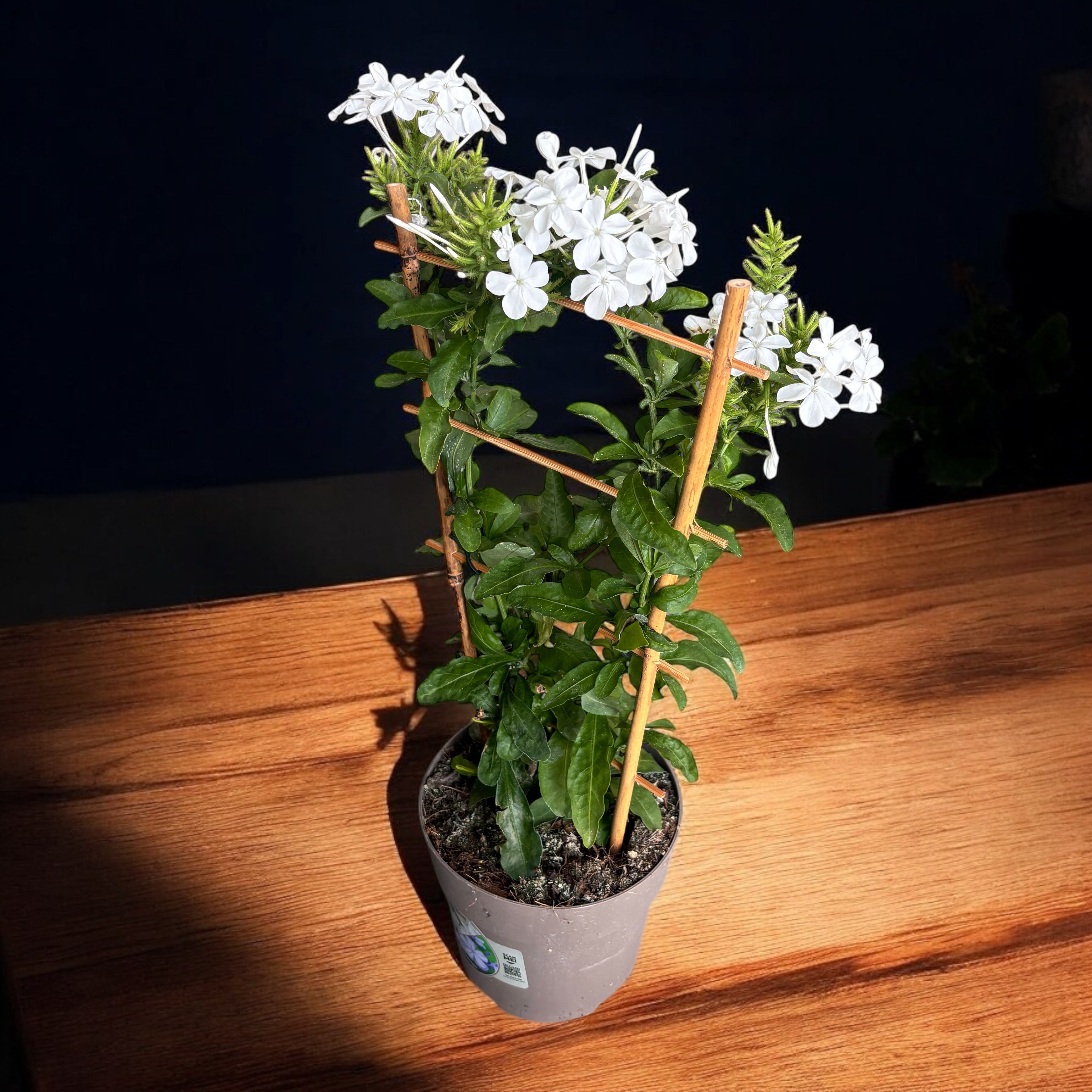 Plumbago auriculata 'Alba' (a szerelem virága)