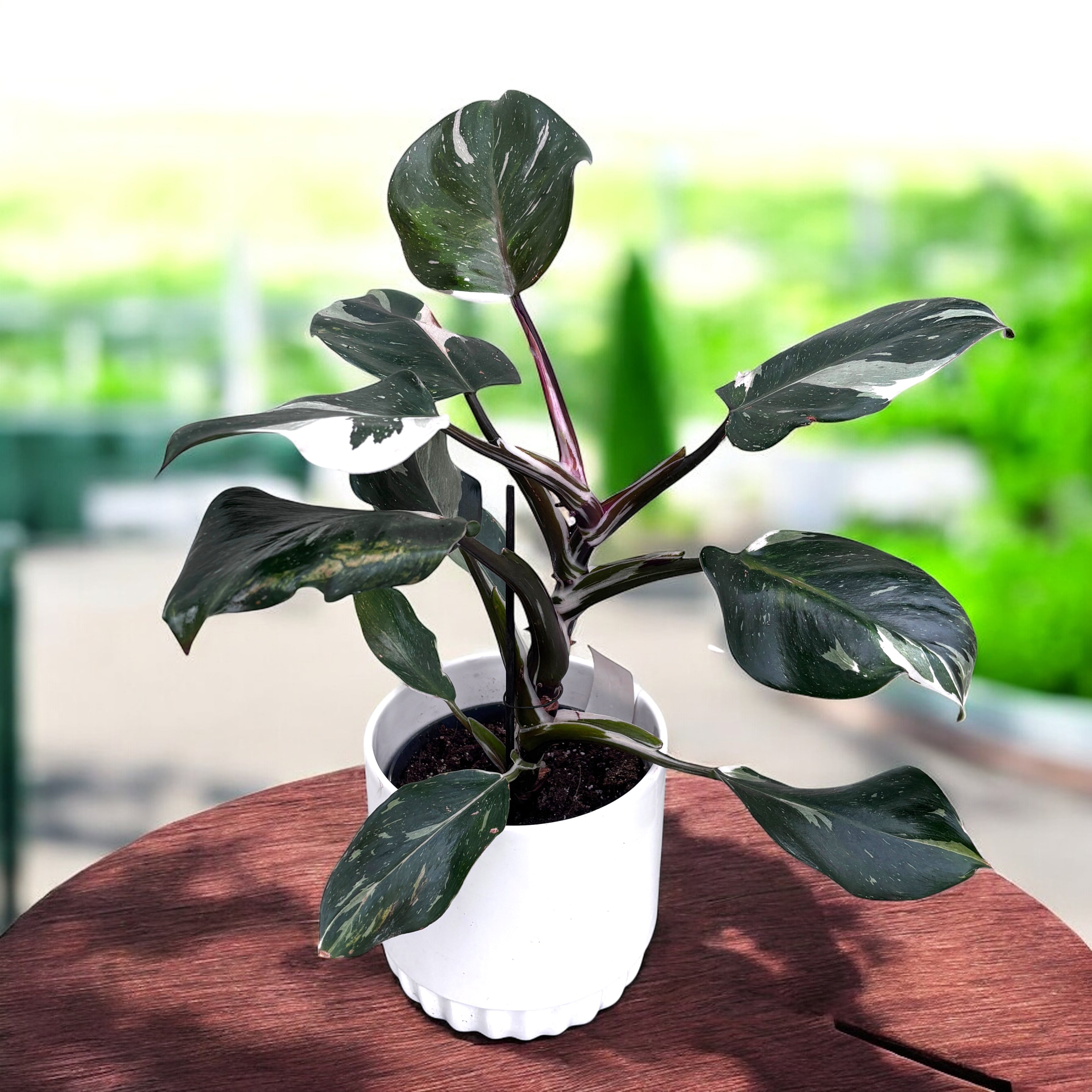 is philodendron white knight rare Philodendron White Knight D12 – Secret Garden Plant Shop