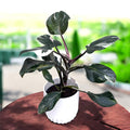 Philodendron White Knight D12